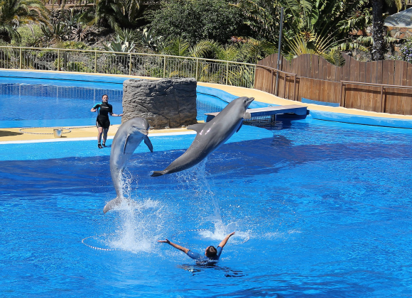 Dolphin Show in Sharm el Sheikh Resort sharm el sheikh- holiday in sharm- Sharm Land Tours (1)
