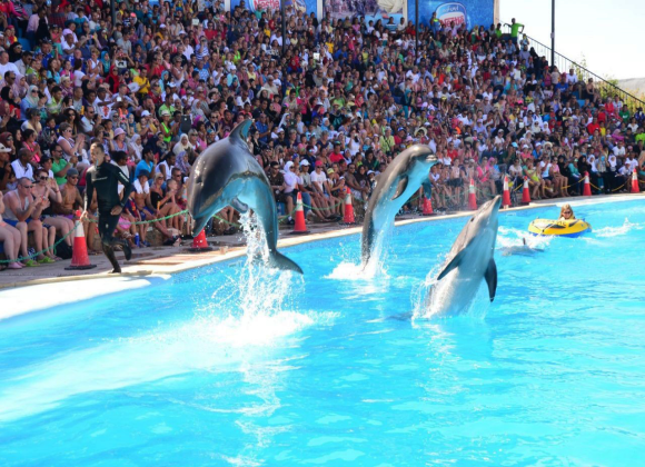 Dolphin Show in Sharm el Sheikh Resort sharm el sheikh- holiday in sharm- Sharm Land Tours (11)
