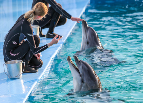 Dolphin Show in Sharm el Sheikh Resort sharm el sheikh- holiday in sharm- Sharm Land Tours (12)