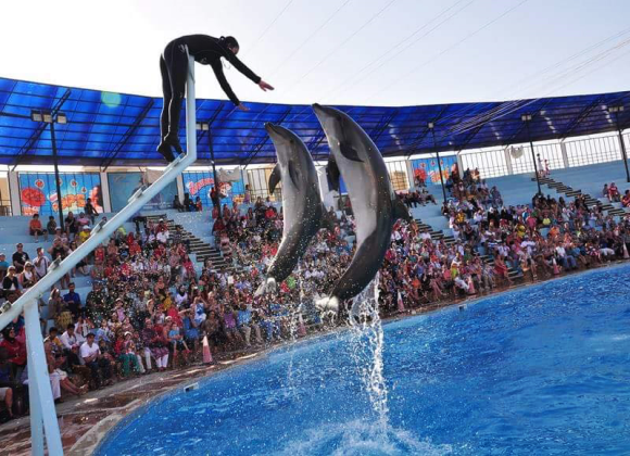 Dolphin Show in Sharm el Sheikh Resort sharm el sheikh- holiday in sharm- Sharm Land Tours (13)