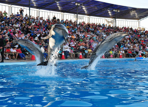 Dolphin Show in Sharm el Sheikh Resort sharm el sheikh- holiday in sharm- Sharm Land Tours (14)