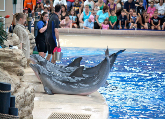 Dolphin Show in Sharm el Sheikh Resort sharm el sheikh- holiday in sharm- Sharm Land Tours (16)