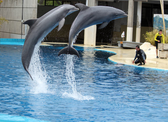 Dolphin Show in Sharm el Sheikh Resort sharm el sheikh- holiday in sharm- Sharm Land Tours (17)