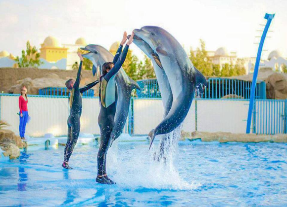 Dolphin Show in Sharm el Sheikh Resort sharm el sheikh- holiday in sharm- Sharm Land Tours (18)