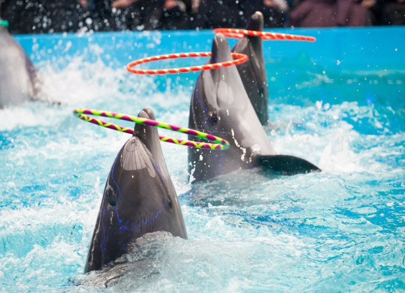 Dolphin Show in Sharm el Sheikh Resort sharm el sheikh- holiday in sharm- Sharm Land Tours (19)