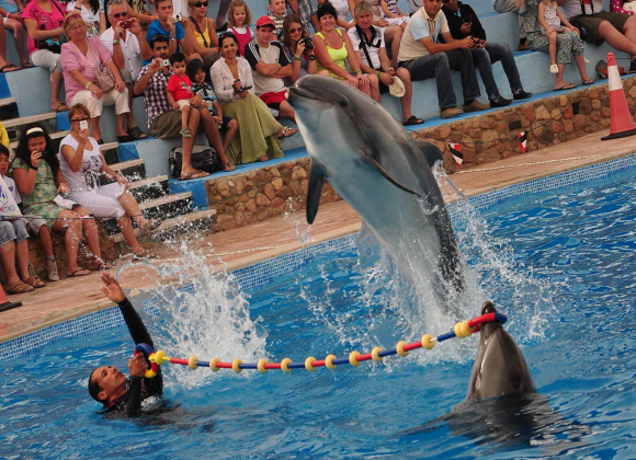 Dolphin Show in Sharm el Sheikh Resort sharm el sheikh- holiday in sharm- Sharm Land Tours (2)