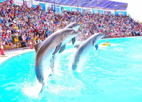 Dolphin Show in Sharm el Sheikh Resort sharm el sheikh- holiday in sharm- Sharm Land Tours (3)