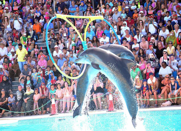Dolphin Show in Sharm el Sheikh Resort sharm el sheikh- holiday in sharm- Sharm Land Tours (4)