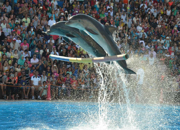 Dolphin Show in Sharm el Sheikh Resort sharm el sheikh- holiday in sharm- Sharm Land Tours (5)