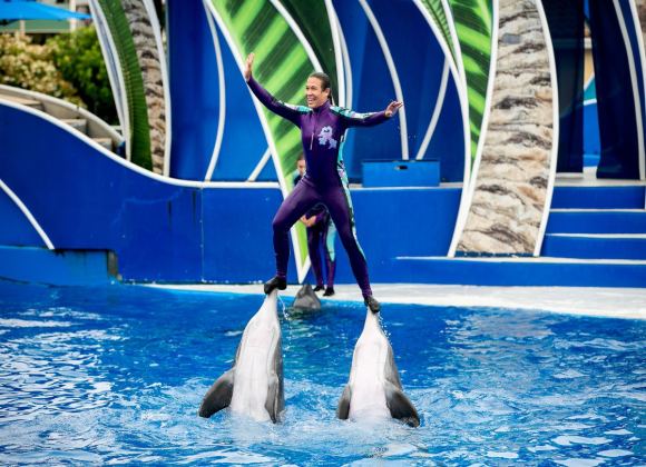 Dolphin Show in Sharm el Sheikh Resort sharm el sheikh- holiday in sharm- Sharm Land Tours (8)