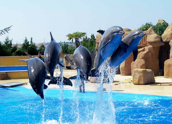 Dolphin Show in Sharm el Sheikh Resort sharm el sheikh- holiday in sharm- Sharm Land Tours (9)