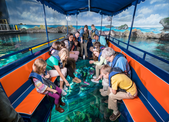 Glass Bottom Boat in Sharm Resort sharm el sheikh- holiday in sharm- Sharm Land Tours (16)